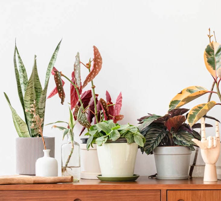 plants