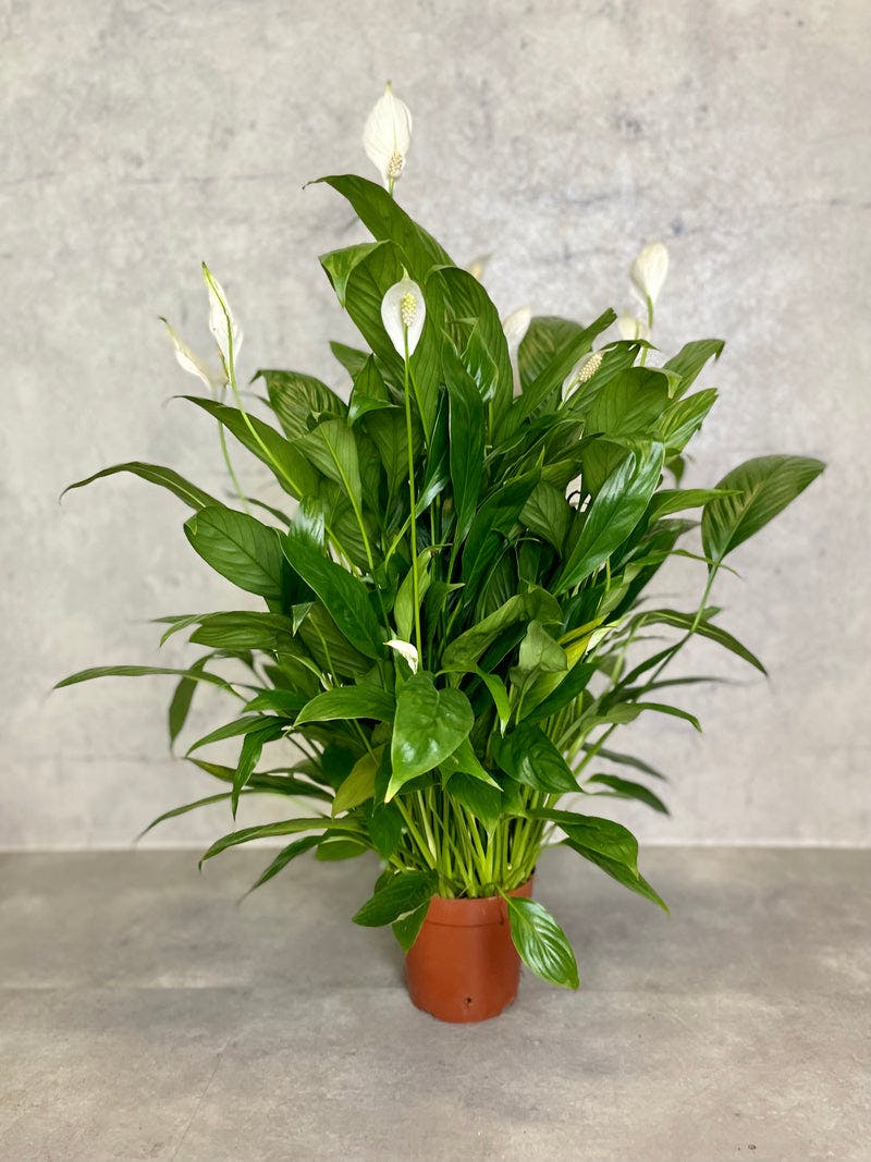 Peace Lily M