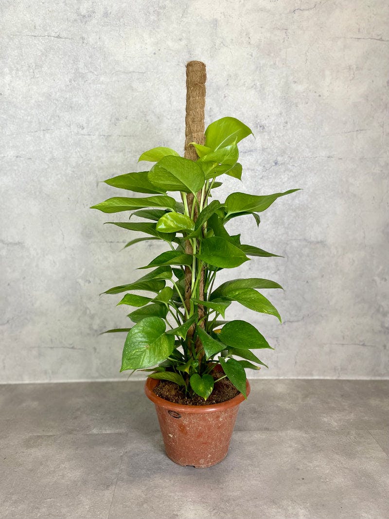 Money Plant L with Coco Pole
