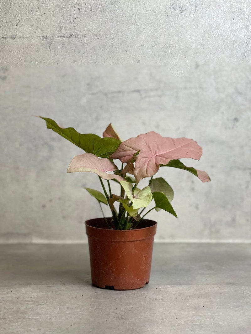 Arrowhead Plant Pink