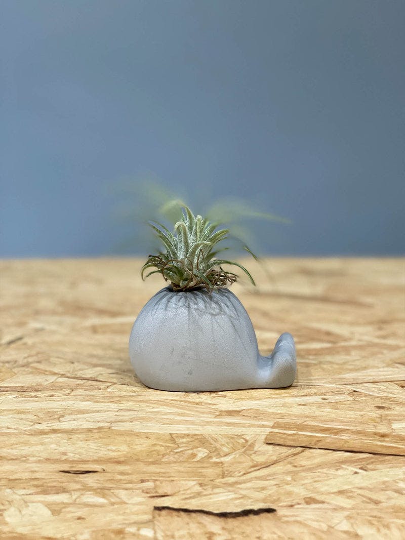 Walter Airplant Pot