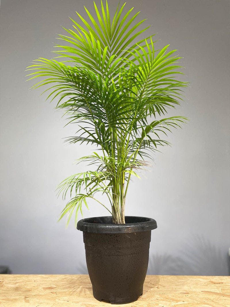 Areca Yellow Palm L