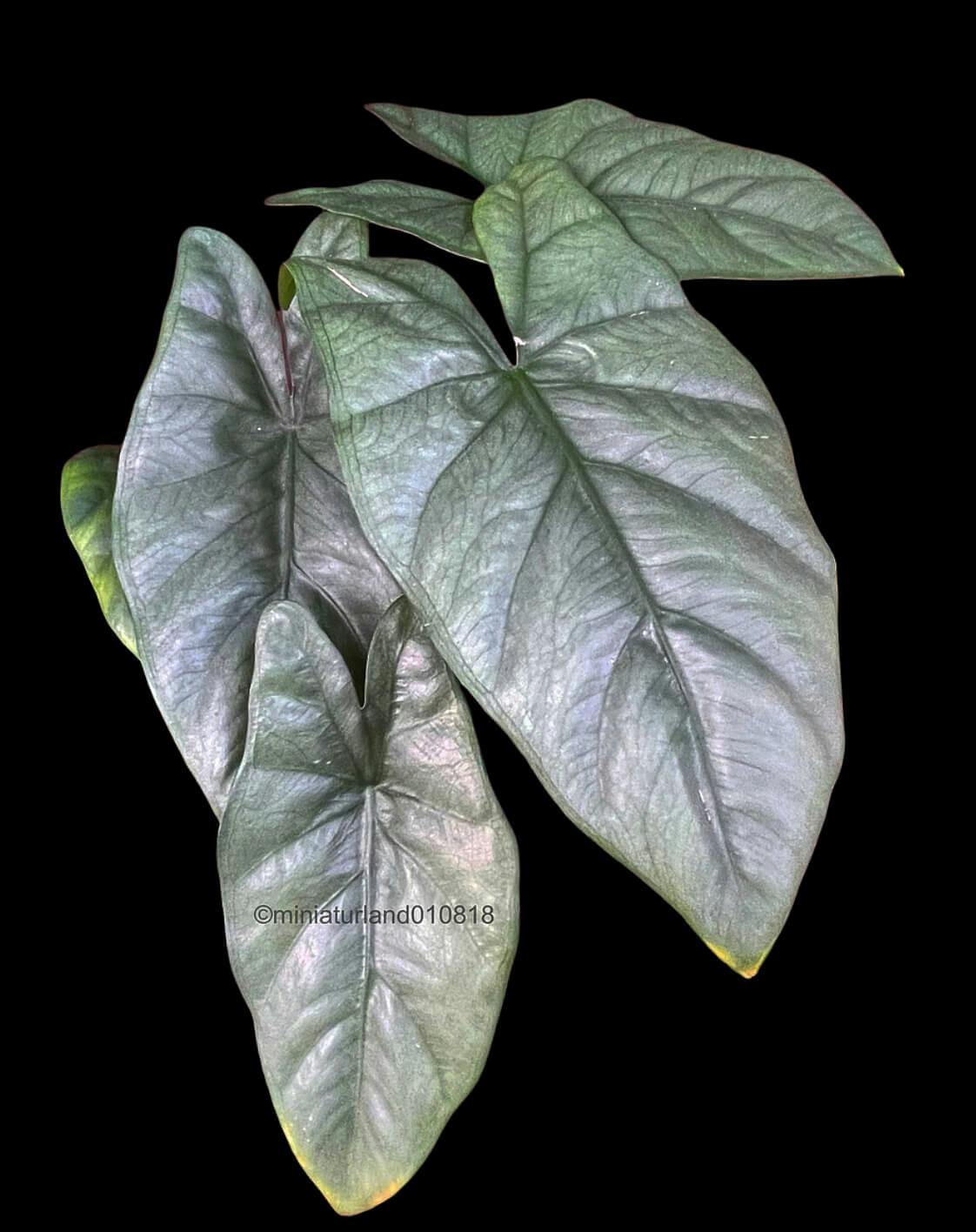 Alocasia heterophylla Corazon