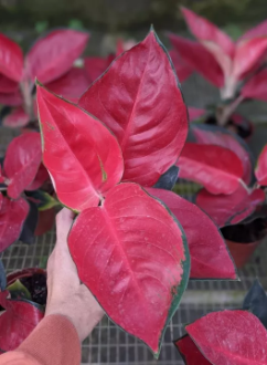 Indoor plant partial sun - Aglaonema Sexy Red