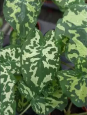 Alocasia Hilo Beauty - Beautiful, Exotic Looking Easy Care House Plant with Interesting Pattern