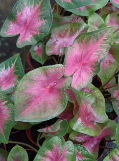 Caladium Pink Hearts - Easy Care, Multi-Coloured House Plant