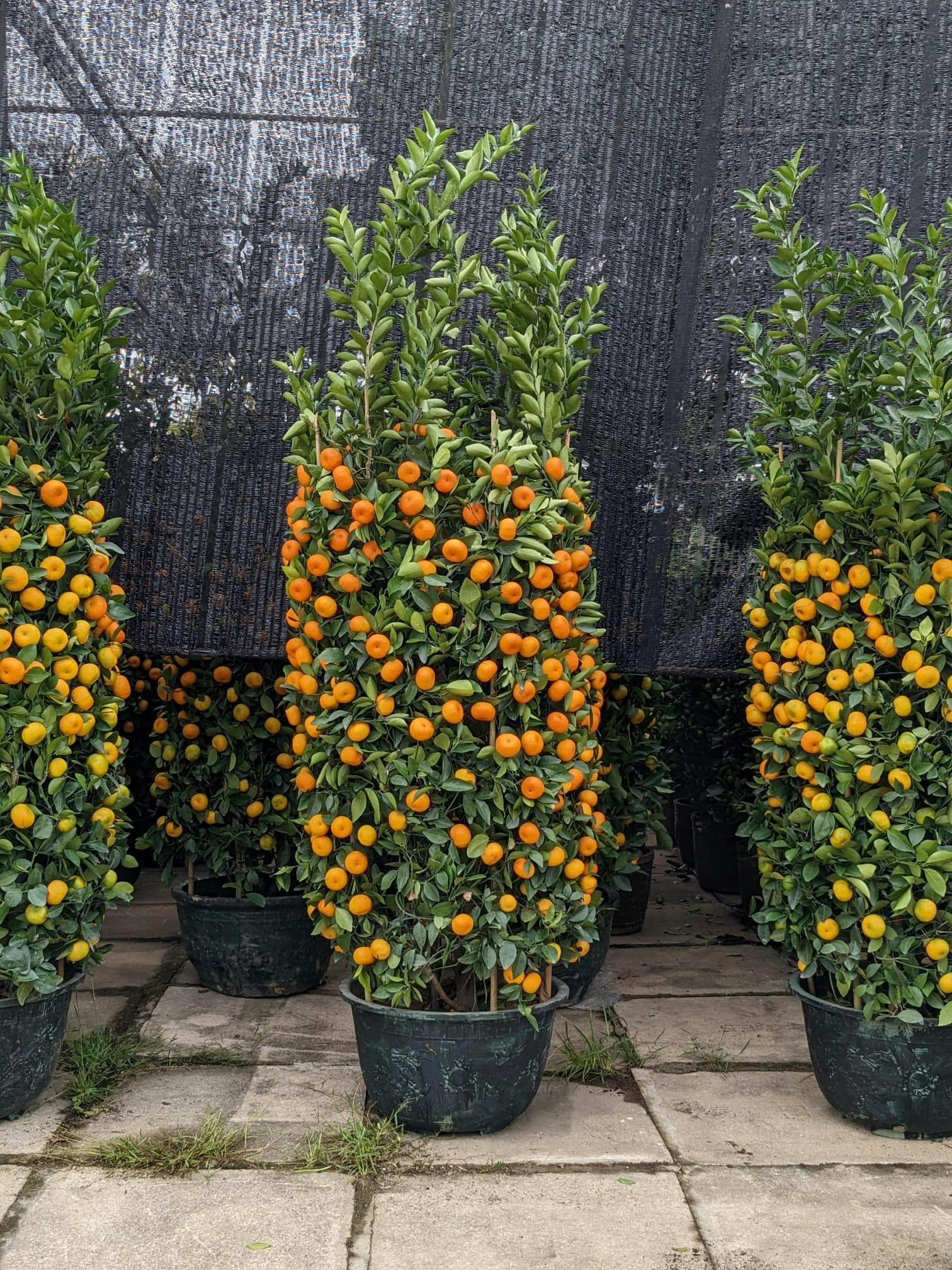 Mandarin Orange Jumbo (1.8 meters)