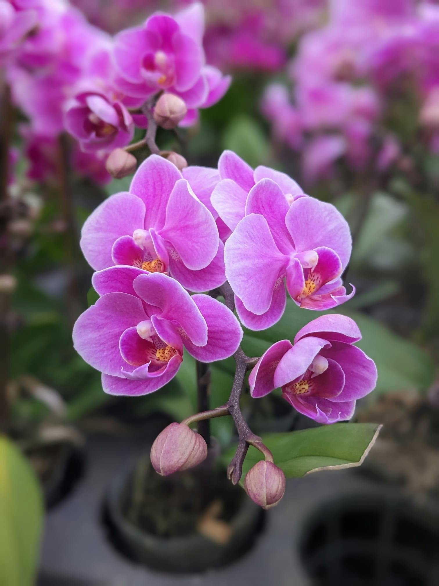 Phalaenopsis Orchid - light purple
