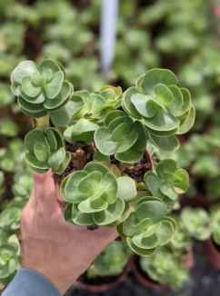 Portulaca - Cute and Easy Care Succulent Plant
