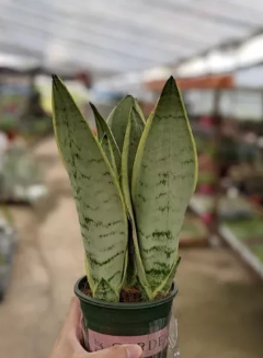 Sansevieria Silver - Easy Care Indoor House Plant