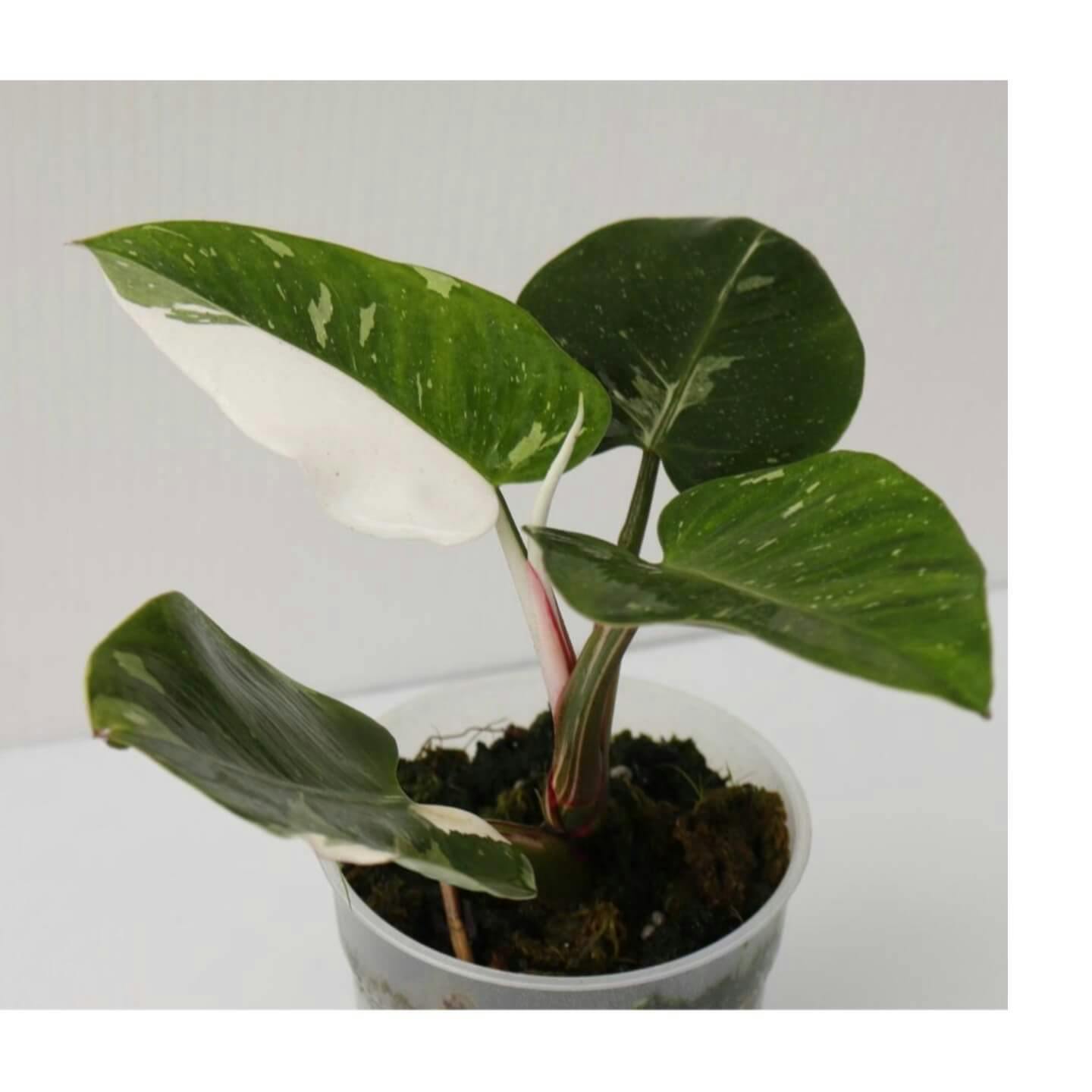 Philodendron White Princess Holland